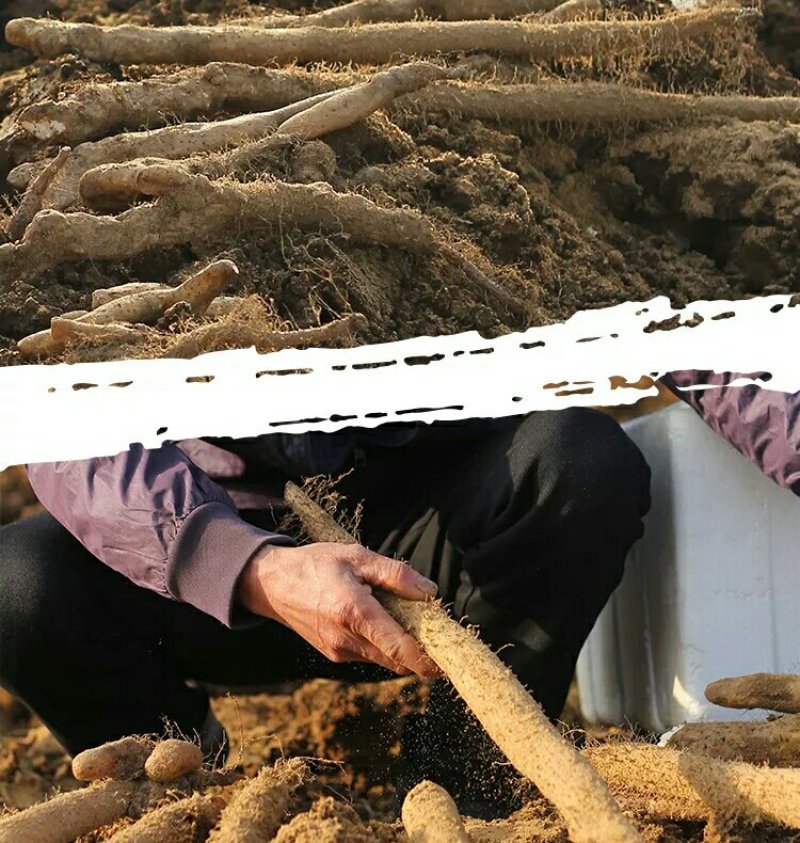 正宗瑞昌山药非铁棍淮山瑞昌特产