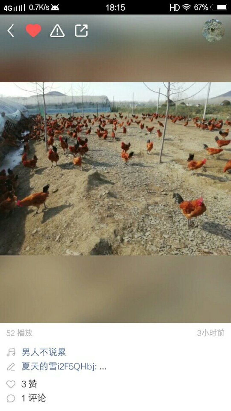 土鸡