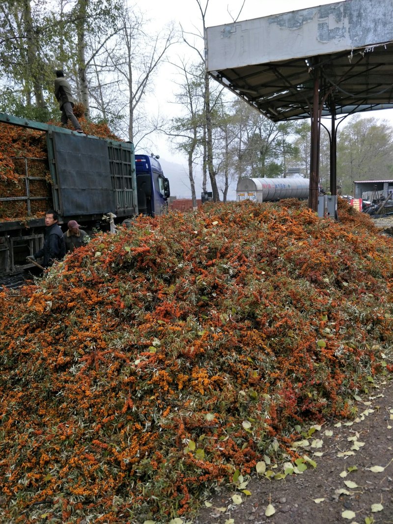 【沙棘】河北蔚县草沟堡大量供应沙棘果，欢迎订购。