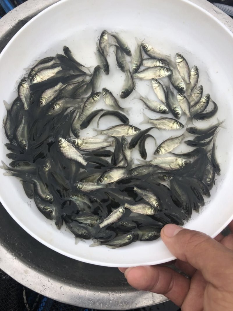 鲫鱼苗，工程鲫鱼苗，湘云鲫，支持全国各地发货