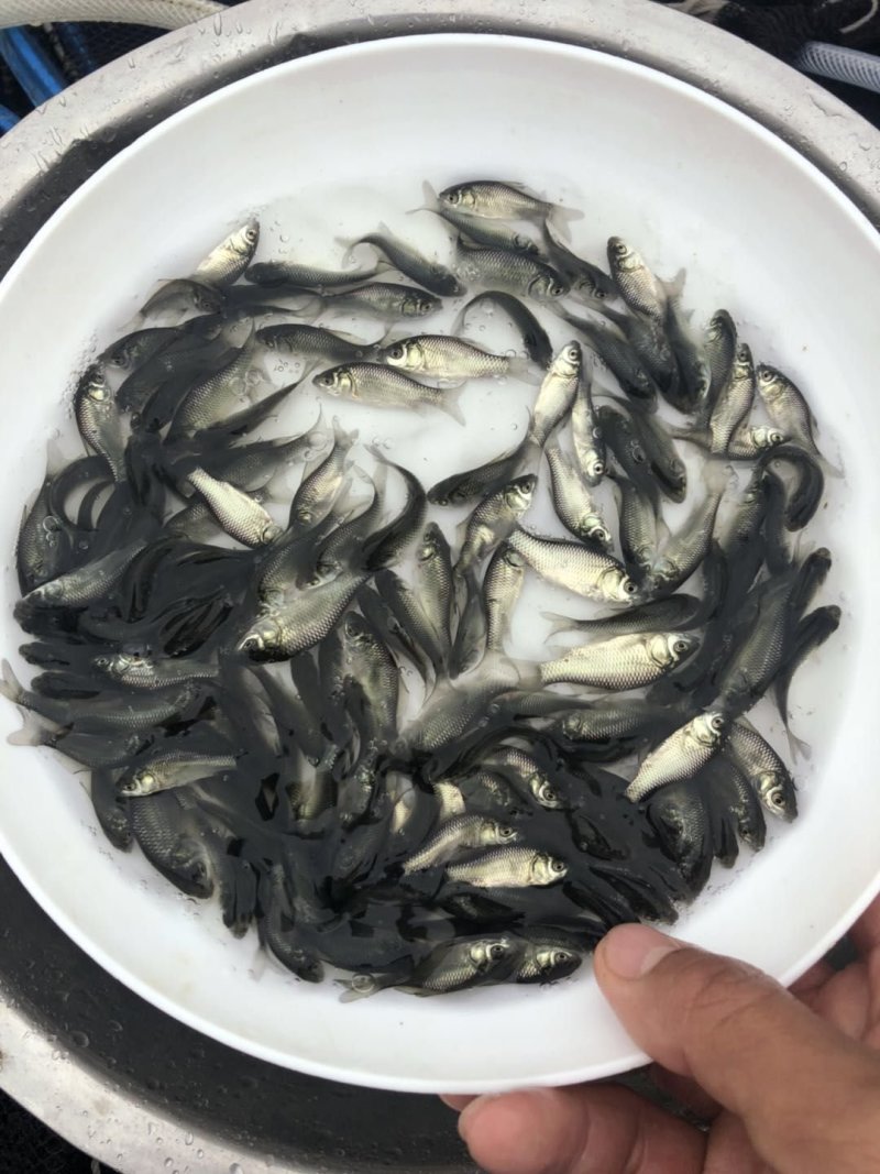 鲫鱼苗，工程鲫鱼苗，湘云鲫，支持全国各地发货
