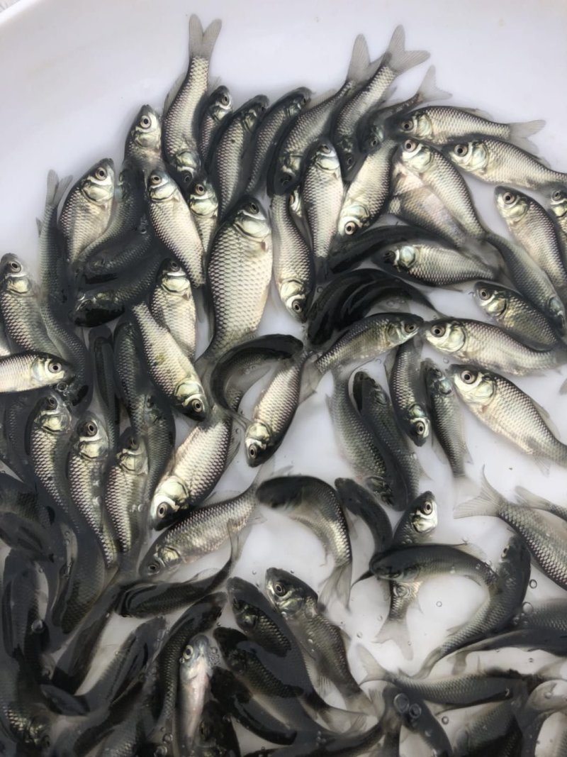 鲫鱼苗，工程鲫鱼苗，湘云鲫，支持全国各地发货