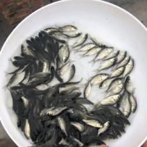 鲫鱼苗，工程鲫鱼苗，湘云鲫，支持全国各地发货
