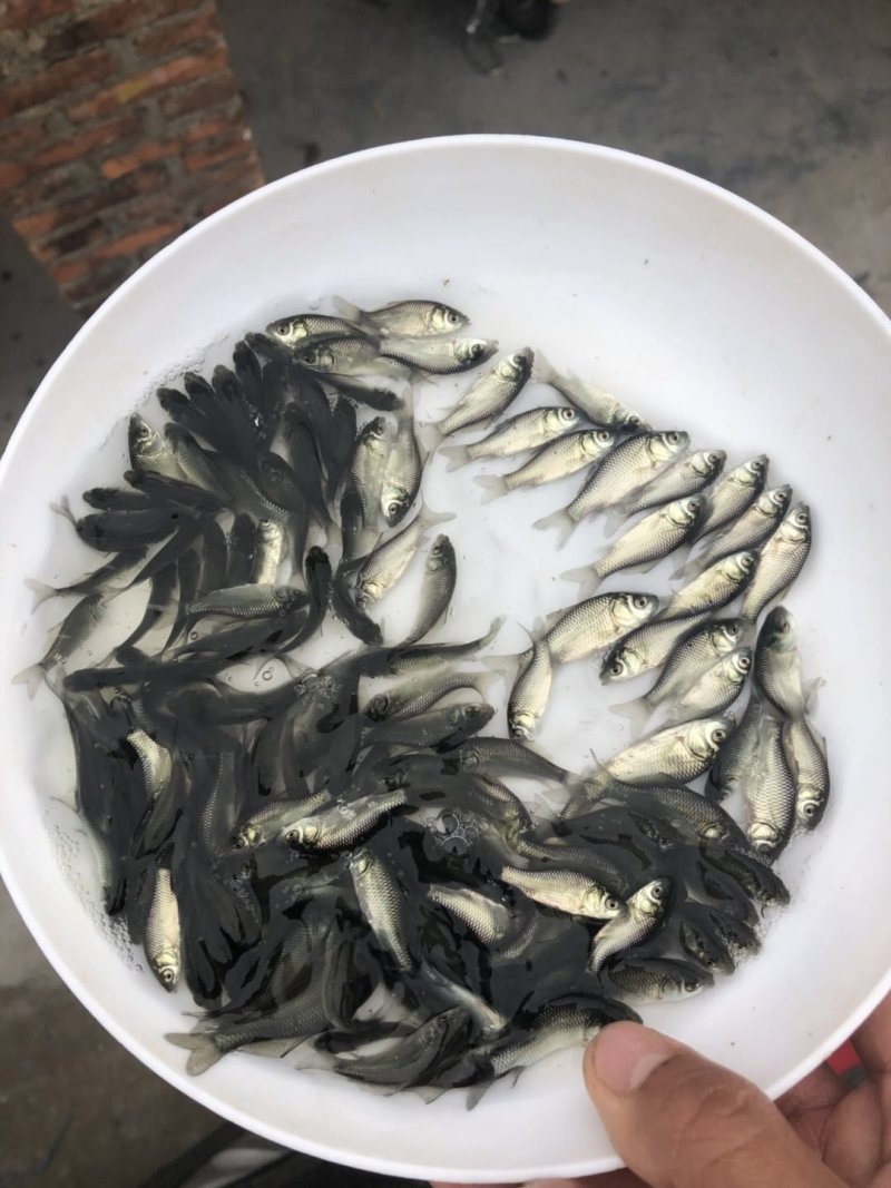 鲫鱼苗，工程鲫鱼苗，湘云鲫，支持全国各地发货