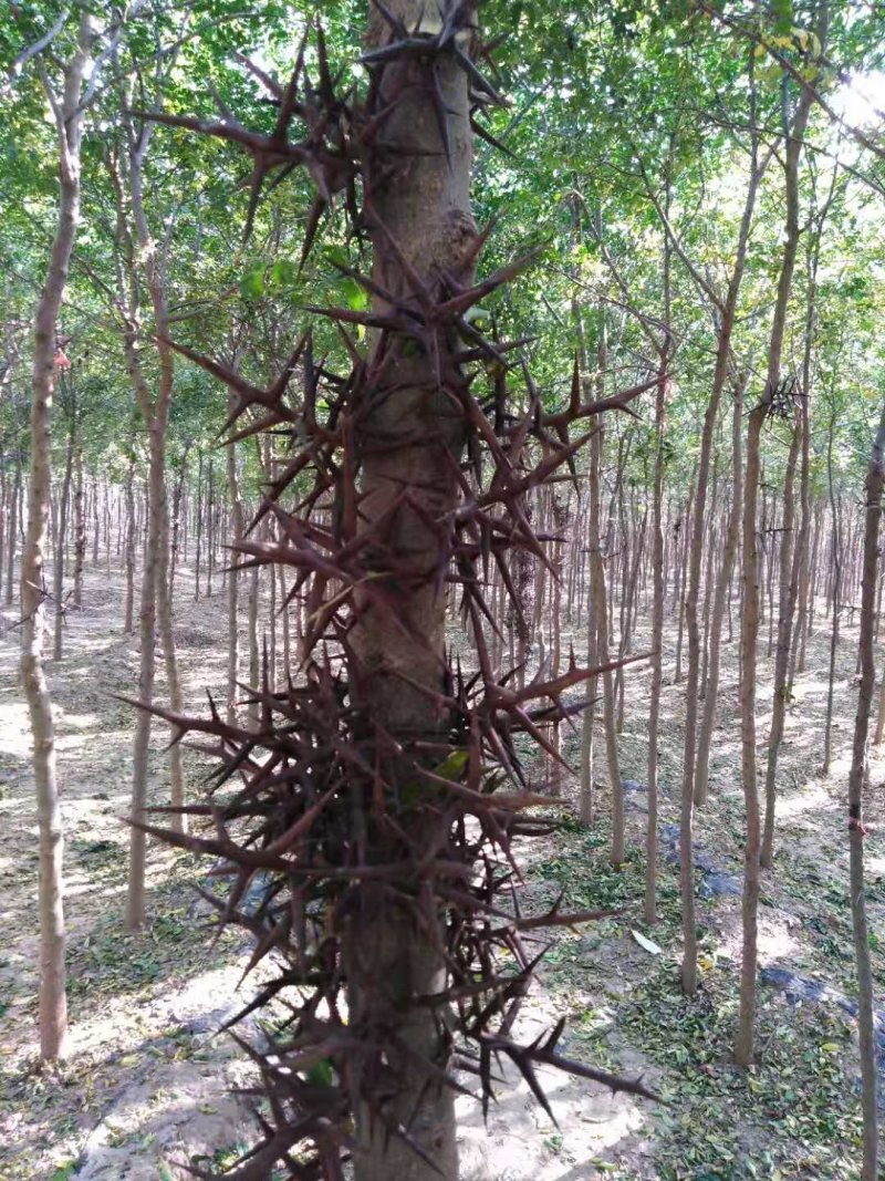 皂角树苗（葯用价格高，也可作绿化）