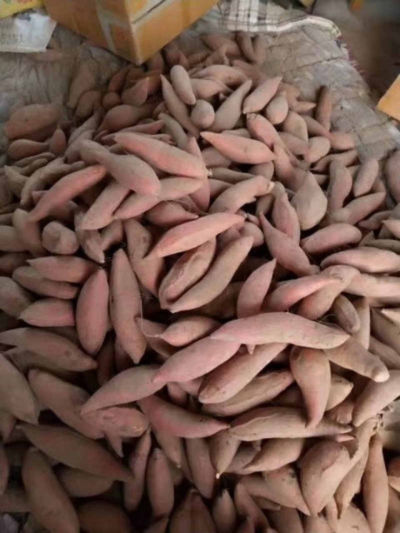 烟薯，西瓜红，精品薯。