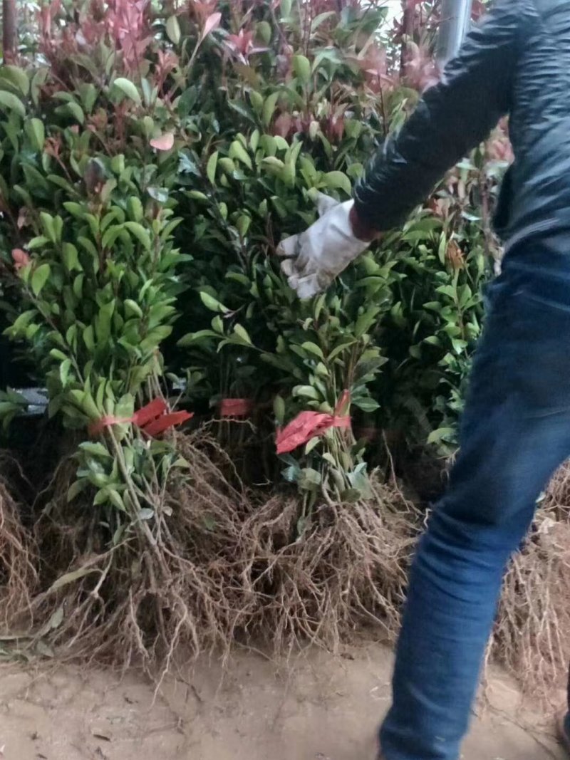 出售60深的红叶石楠小苗