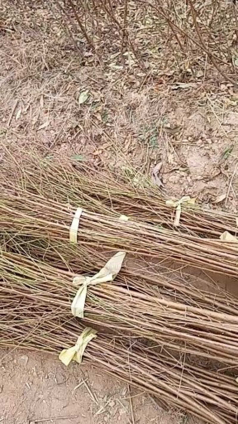 俄罗斯8号萨米托美早大樱桃苗产地直销保证质量品系