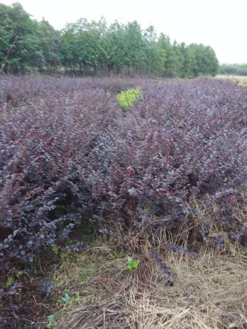 供应50公分深以上的红继木小苗