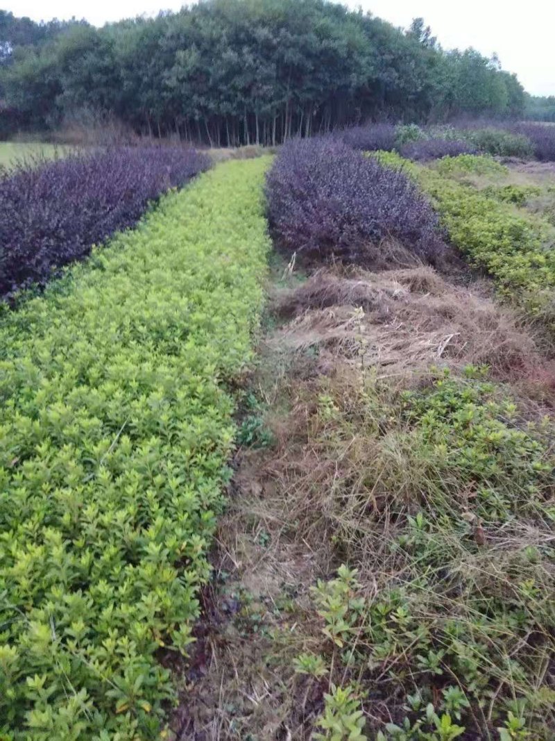 供应50公分深以上的红继木小苗