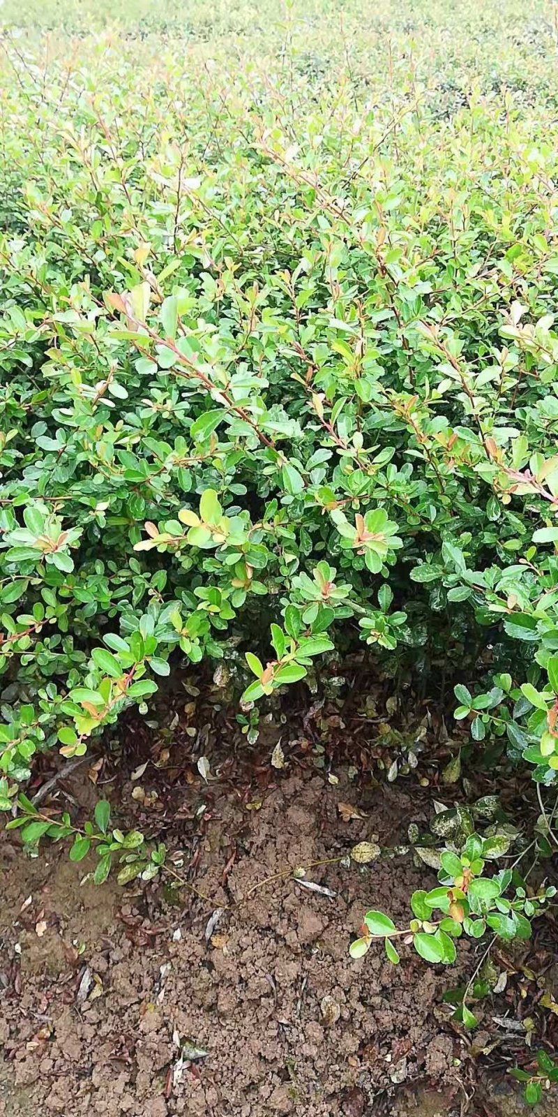 大量供应50-60深的火棘小苗