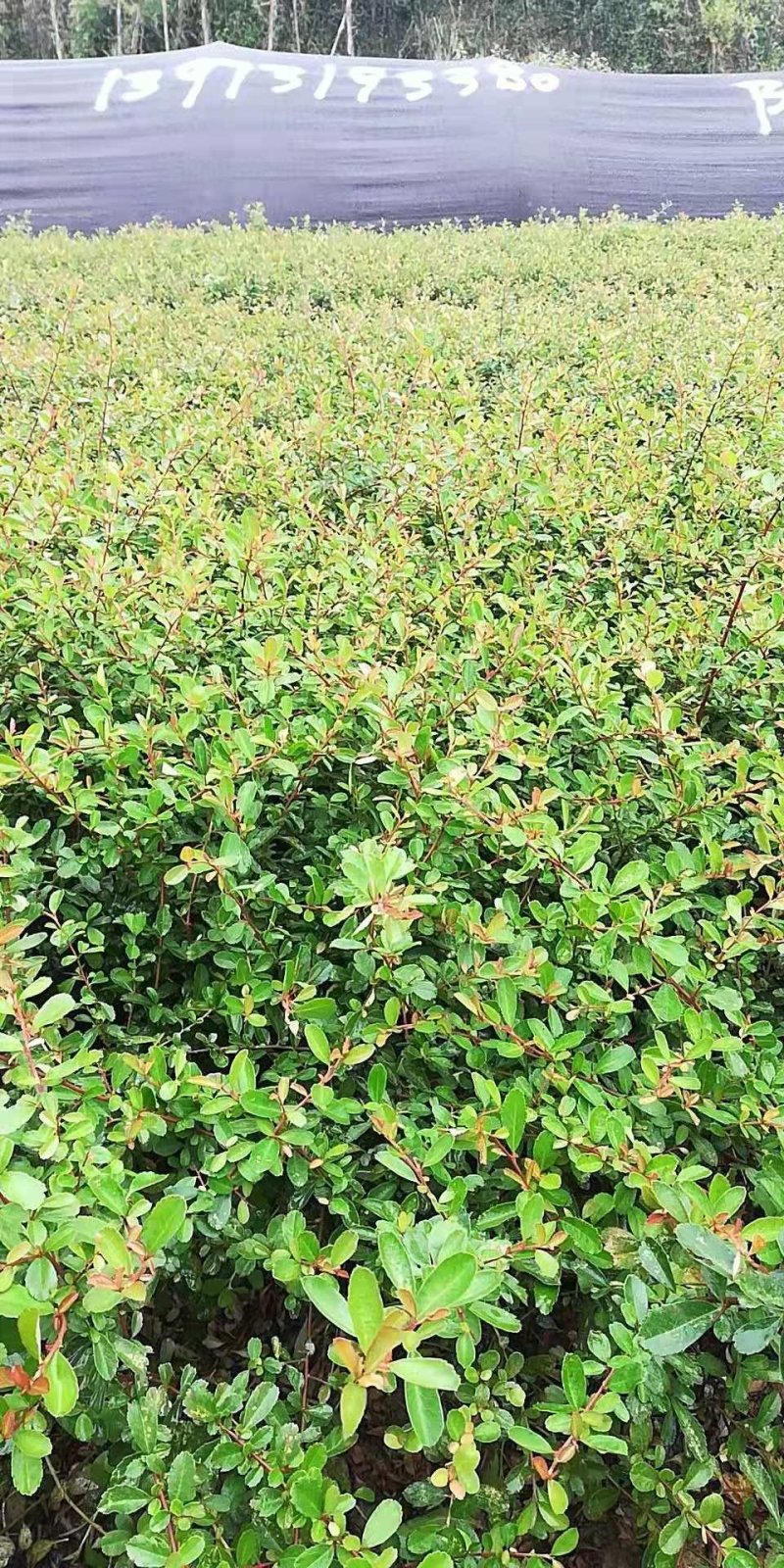 大量供应50-60深的火棘小苗