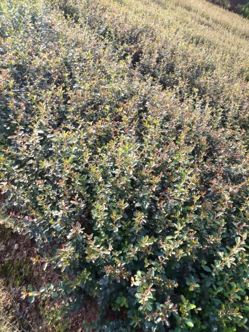 大量供应50-60深的火棘小苗