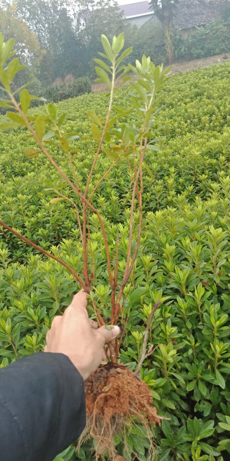 大量供应50深的杜鹃小苗