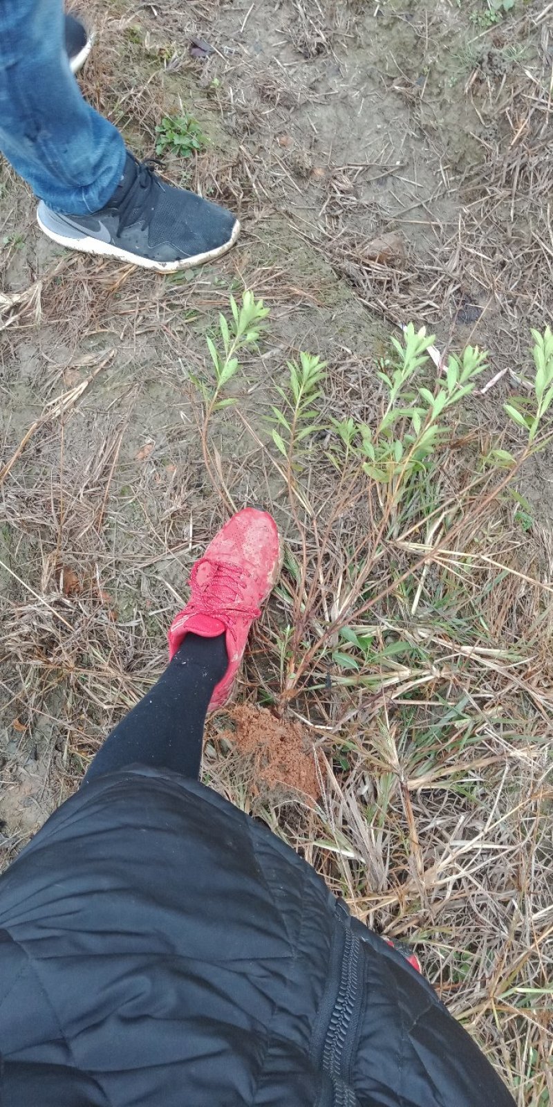 大量供应50深的杜鹃小苗