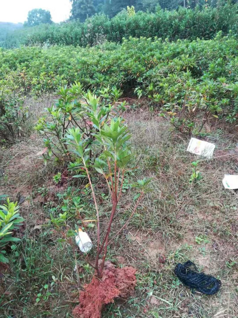 大量供应50深的杜鹃小苗