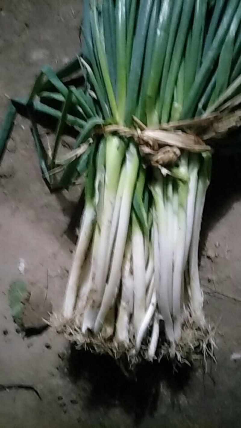 大葱黄葱地头现挖，白子长葱杆笔直保质保量长期供货现要现挖