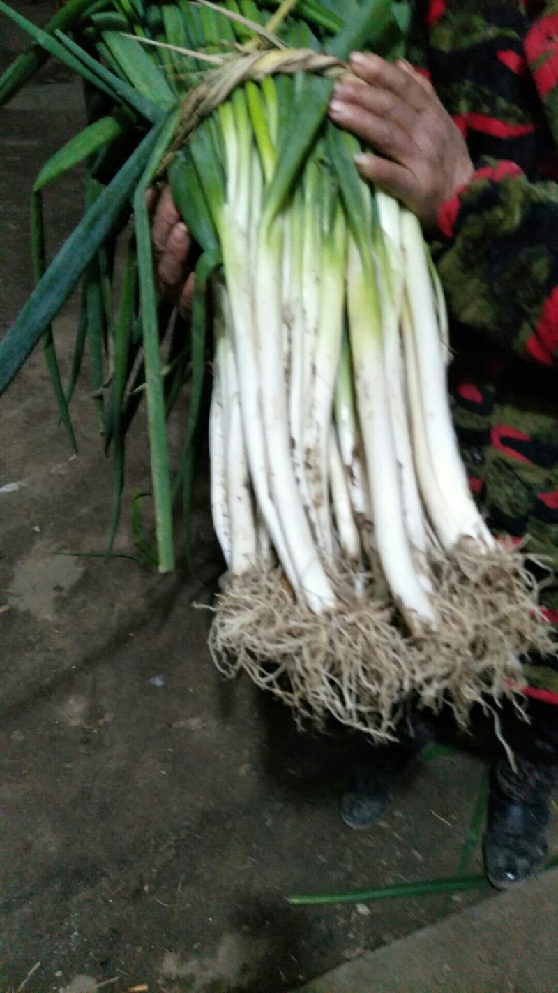 大葱黄葱地头现挖，白子长葱杆笔直保质保量长期供货现要现挖