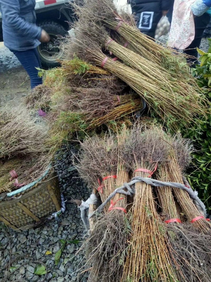 水杉苗高30公分，50公分，80公分，1米有货