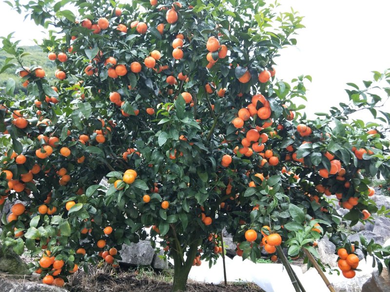 沙糖桔