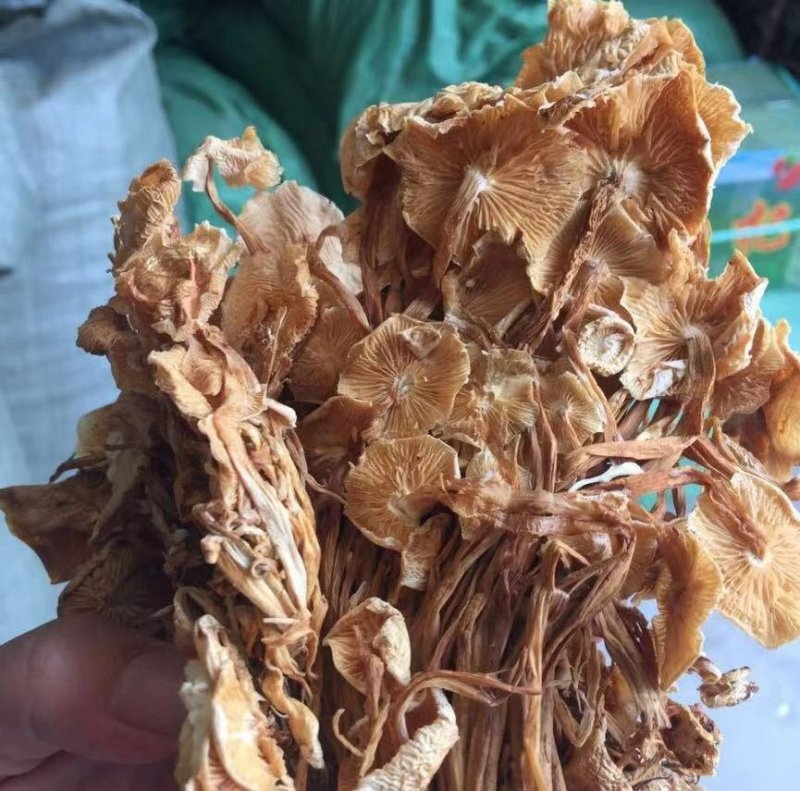 野生黄金菇