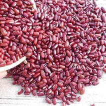 今年新药用赤小豆红小豆大量上市陆地自然成熟