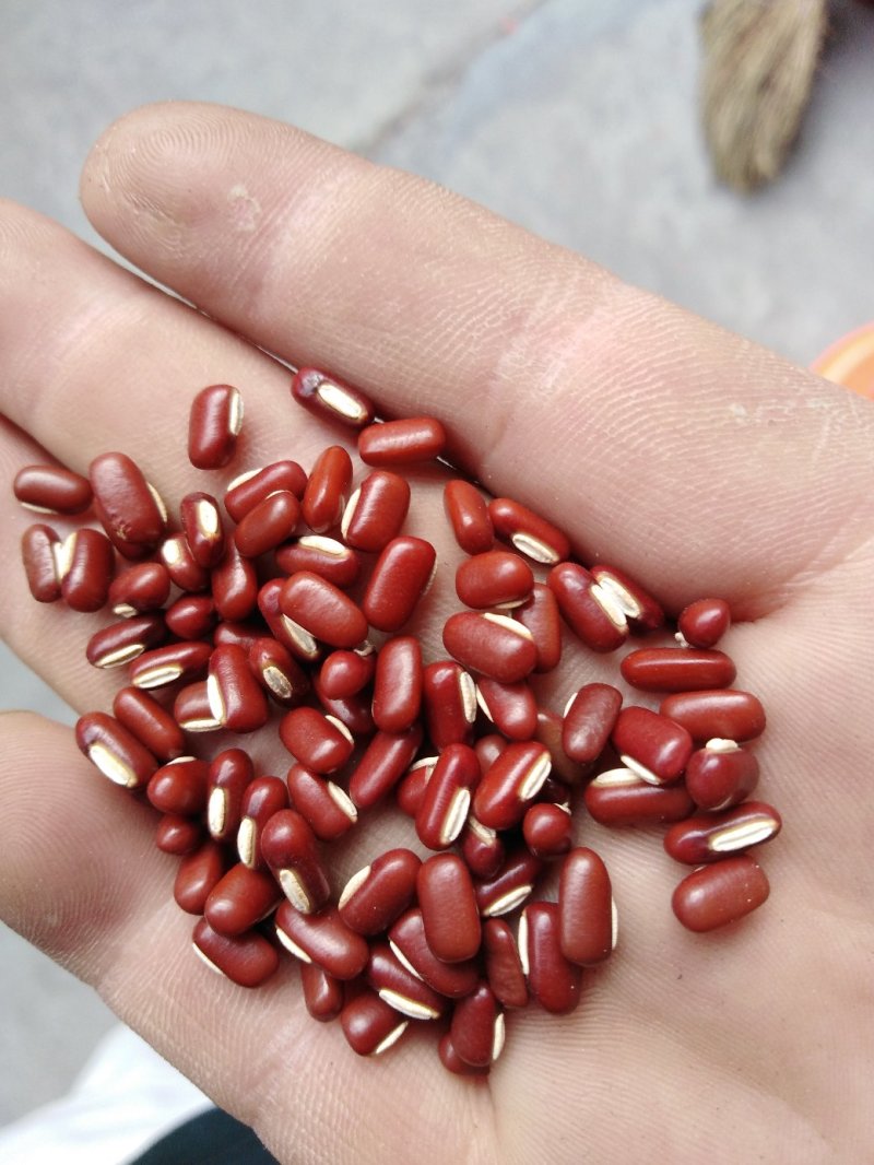 今年新药用赤小豆红小豆大量上市陆地自然成熟