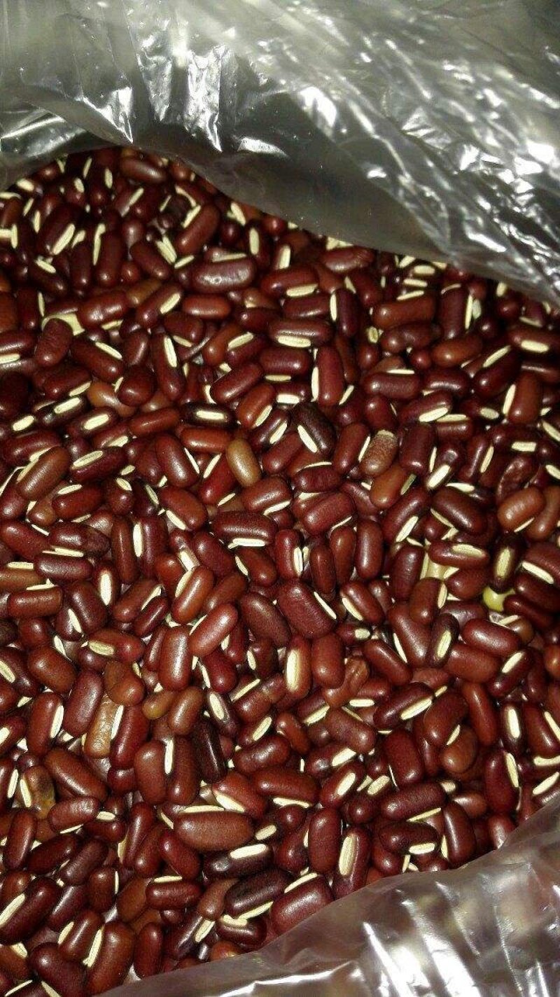 今年新药用赤小豆红小豆大量上市陆地自然成熟