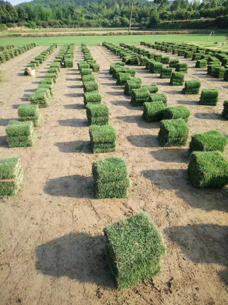马尼拉草卷，泥土厚，色泽青绿