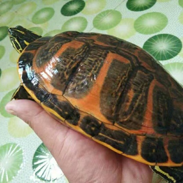 火焰龟