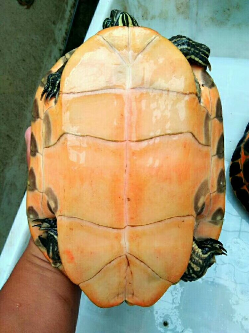 火焰龟