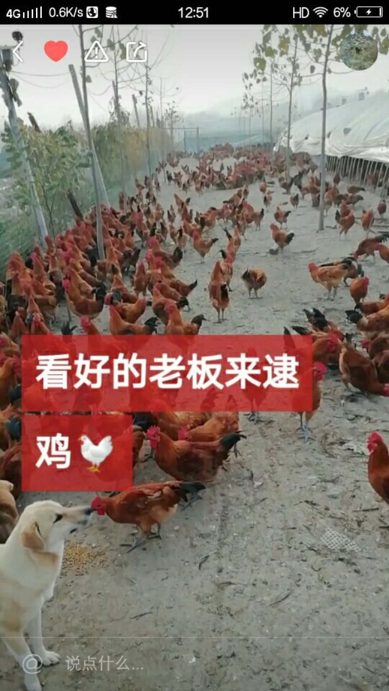 六千只鸡等老板开棚！