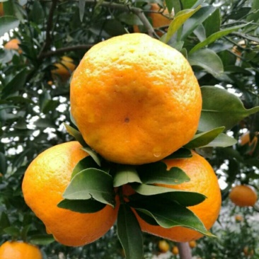 碰柑，全部只用了农家肥和油菜枯，