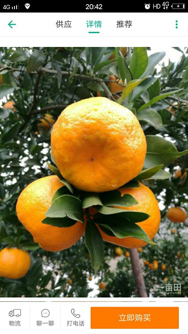 碰柑，全部只用了农家肥和油菜枯，