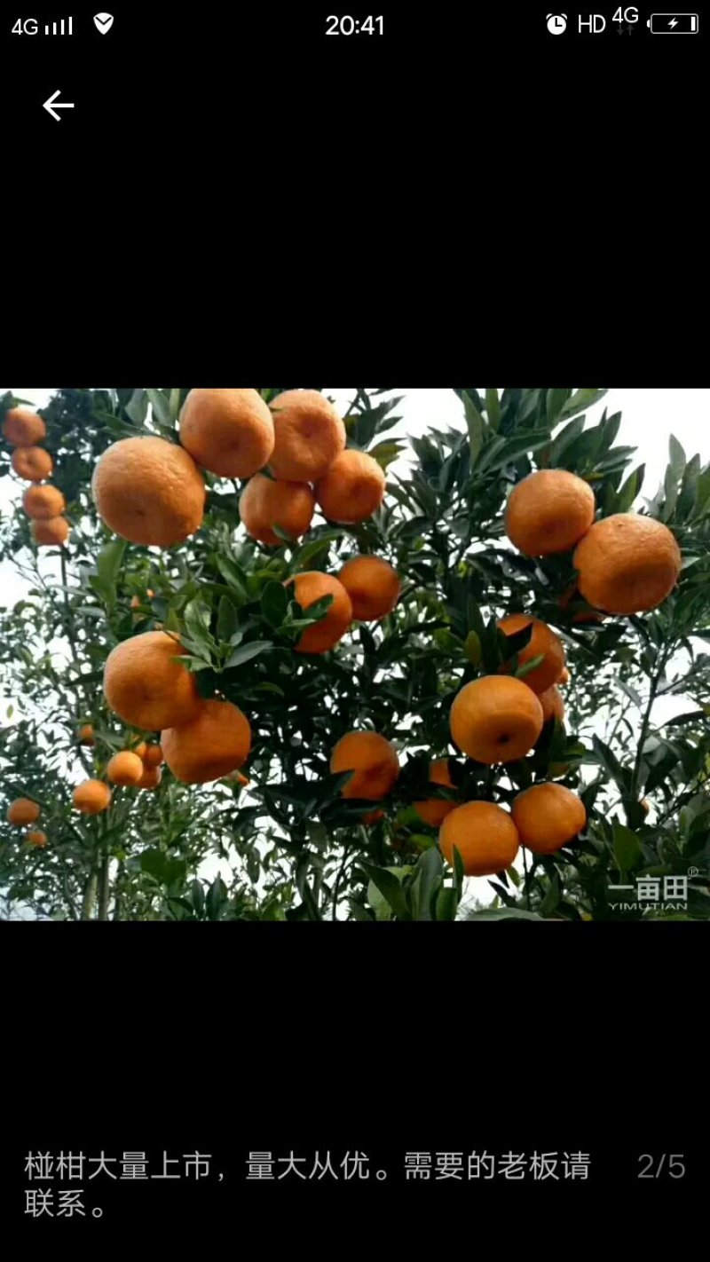 碰柑，全部只用了农家肥和油菜枯，