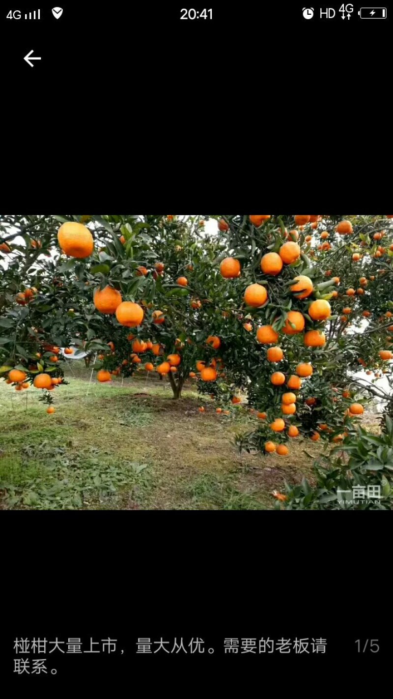 碰柑，全部只用了农家肥和油菜枯，