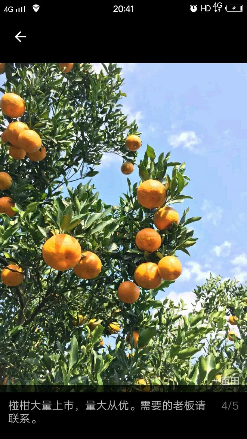 碰柑，全部只用了农家肥和油菜枯，