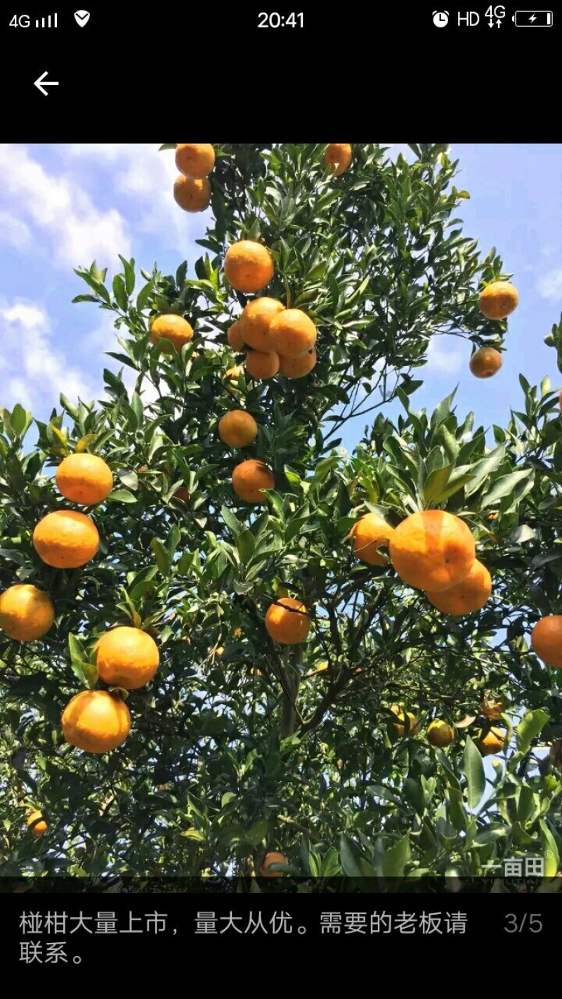 碰柑，全部只用了农家肥和油菜枯，