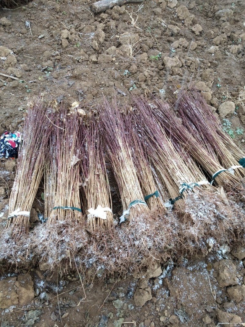 山茱萸苗山茱萸山萸肉肉枣枣皮红枣皮河南山茱萸