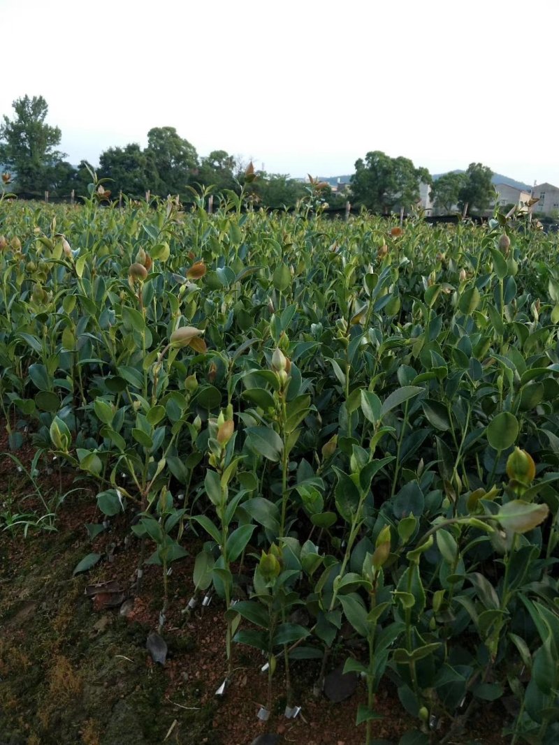 油茶苗长林系列颗裸根苗10-20Cm高产嫁接大果皮薄