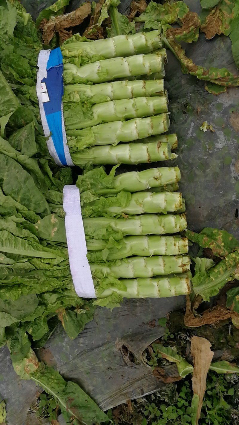 三青好货莴苣，四川特色翡翠三青，颜色绿，无空心脱节