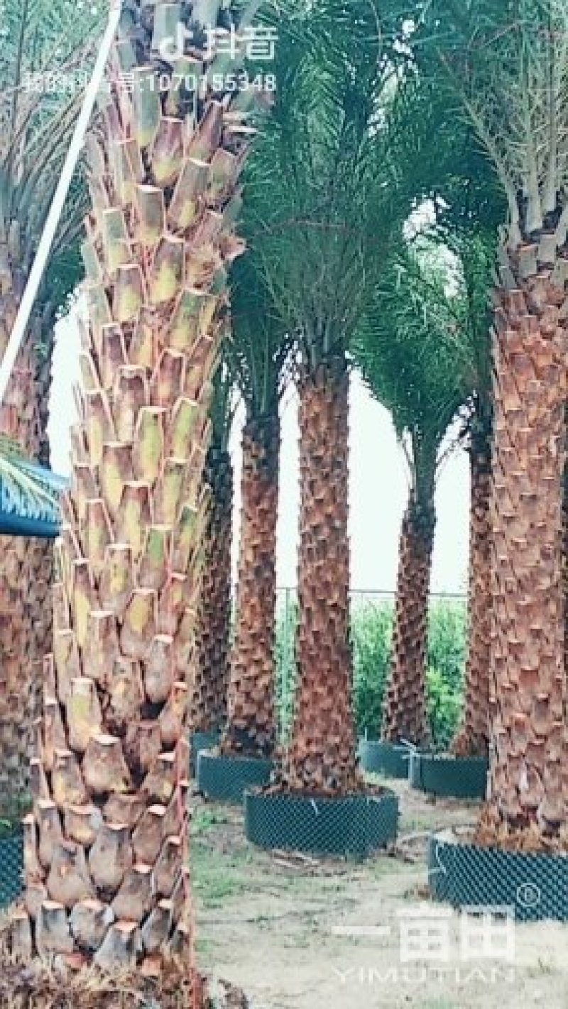 银海枣
