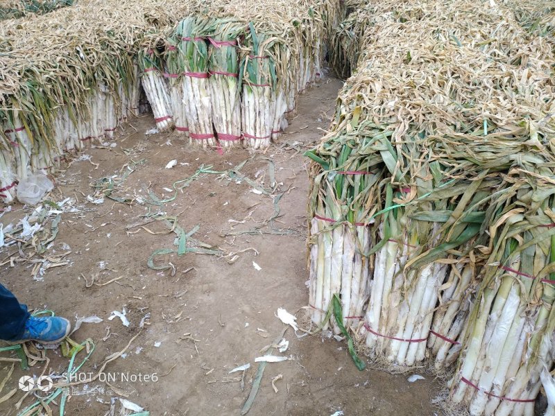 精品长白大葱产地直销，货源稳定供货全国市场，欢迎下单咨询