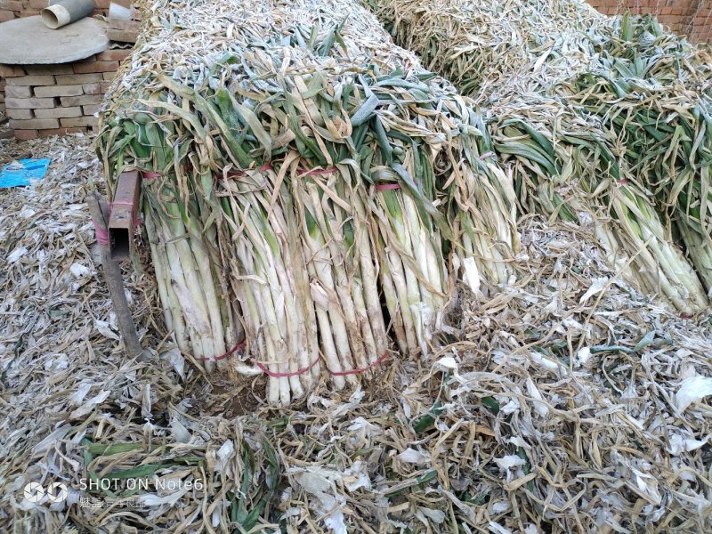 精品长白大葱产地直销，货源稳定供货全国市场，欢迎下单咨询