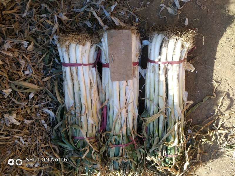 精品长白大葱产地直销，货源稳定供货全国市场，欢迎下单咨询