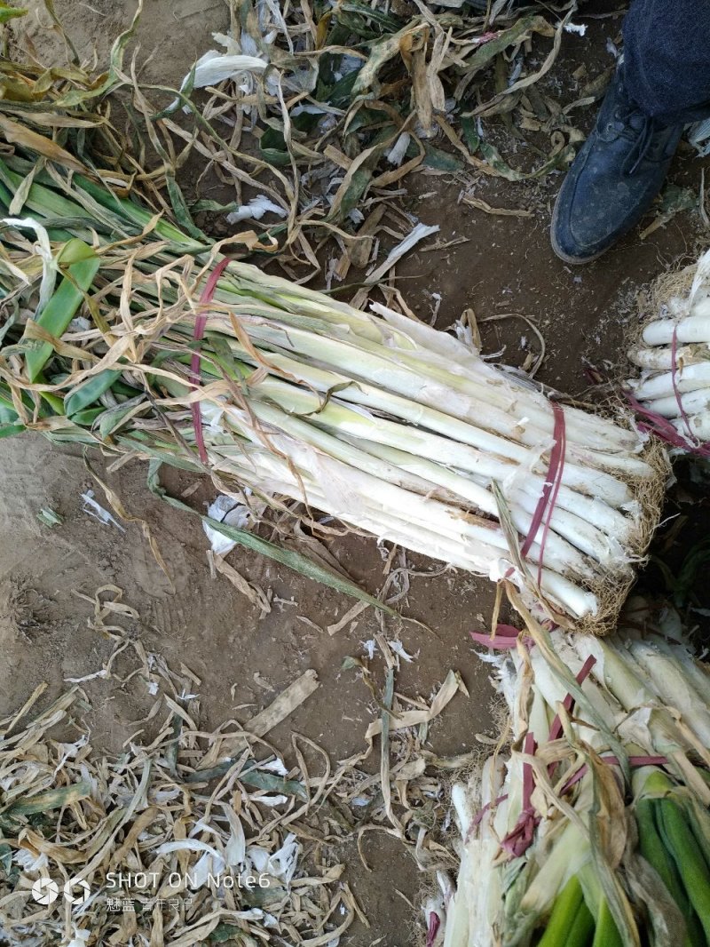 精品长白大葱产地直销，货源稳定供货全国市场，欢迎下单咨询