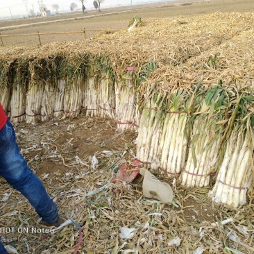 精品长白大葱产地直销，货源稳定供货全国市场，欢迎下单咨询
