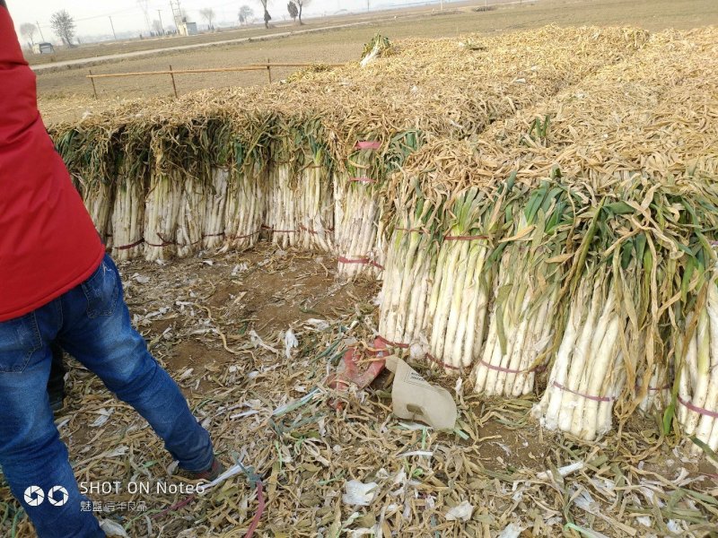 精品长白大葱产地直销，货源稳定供货全国市场，欢迎下单咨询