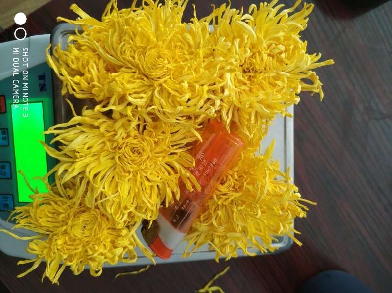 金丝皇菊