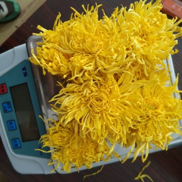 金丝皇菊